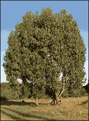 Eine Eukalyptusbaumgruppe